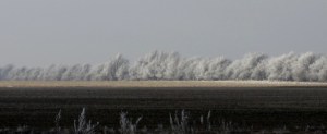 Prairie Hoar Frost II