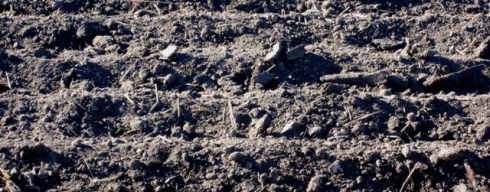 Waiting for the Winter Wheat