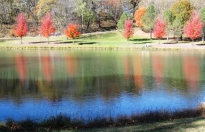 Maples at Rim Rock II