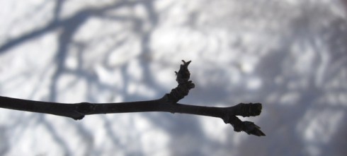 2011 Signs of spring