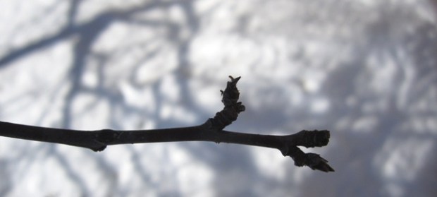 2011 Signs of spring